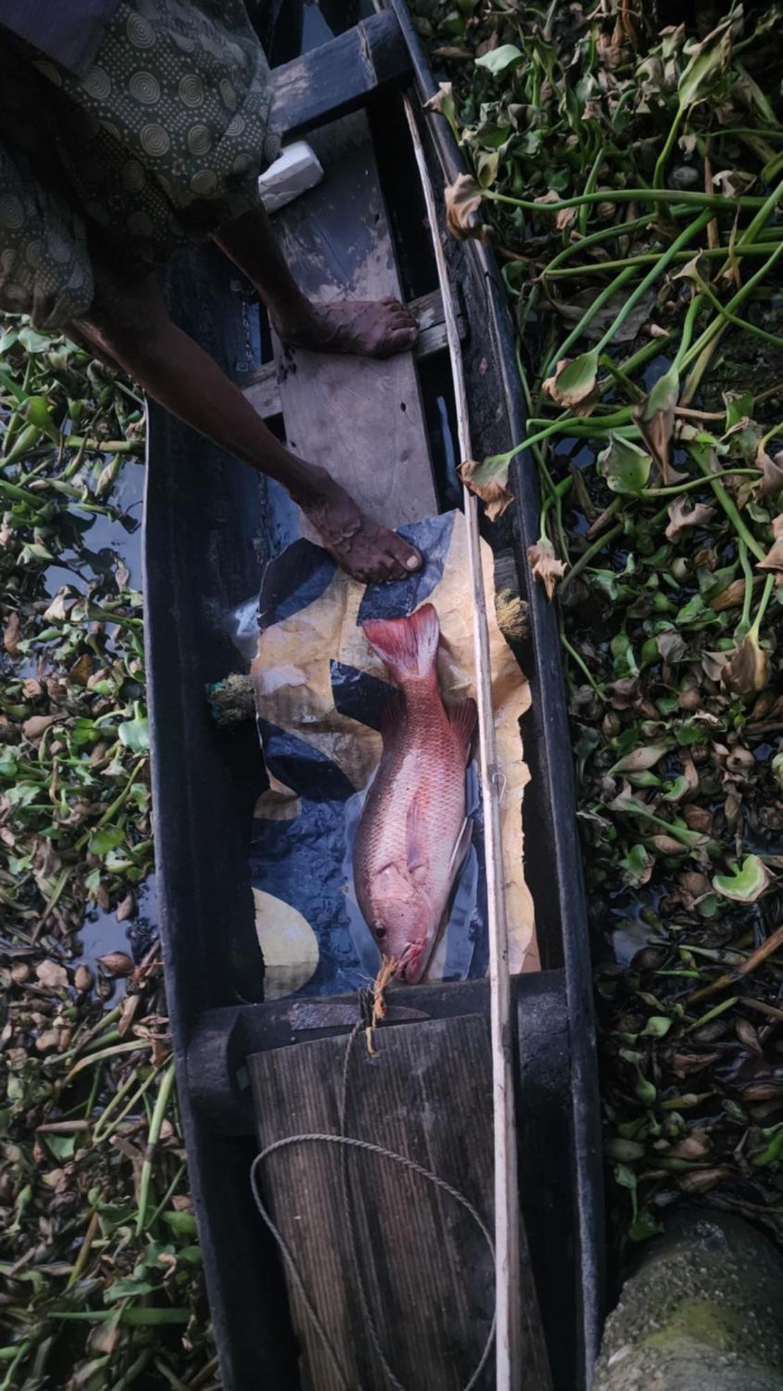 Cheenavala Fishing Homestay Kochi Esterno foto